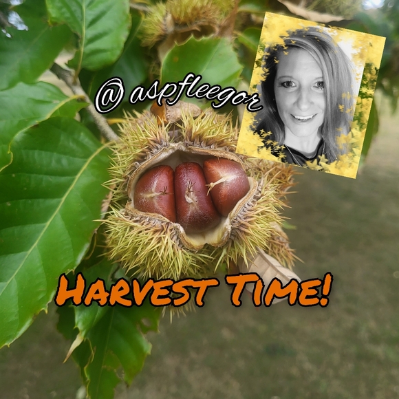 @aspfleegor ORCHID & Vine - Picture 6 of 13